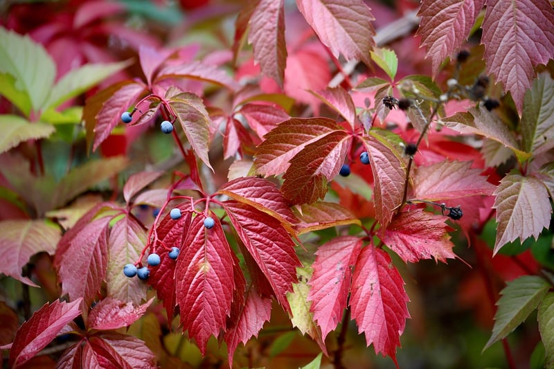 Autumn arrangement with berries