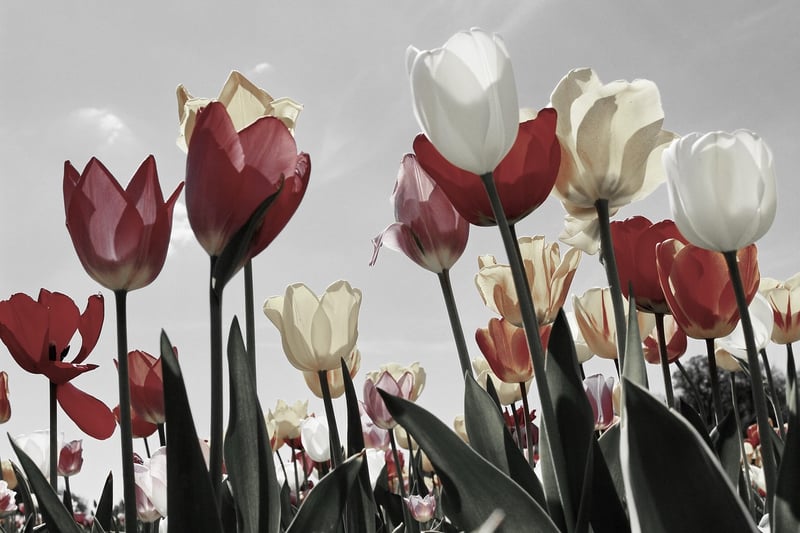 Spring tulips bouquet